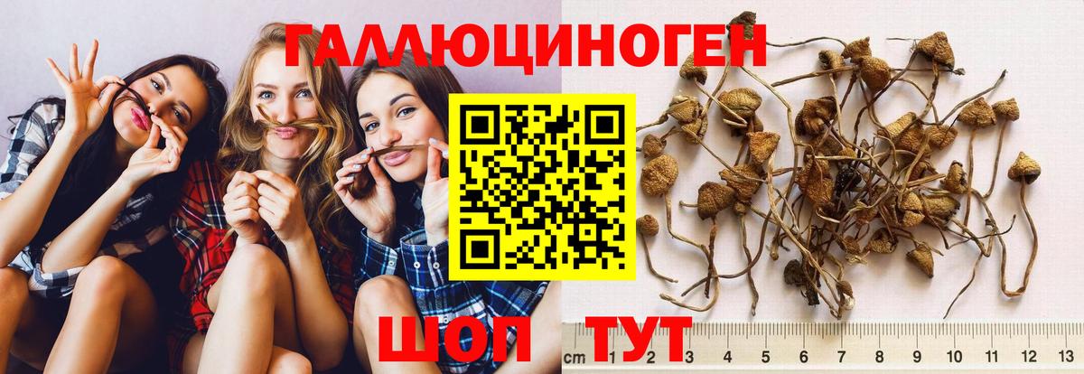 Галлюциногенные грибы мицелий  Вход с VPN  Новоалександровск 